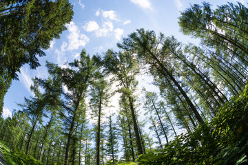 新緑のカラマツ林と青空