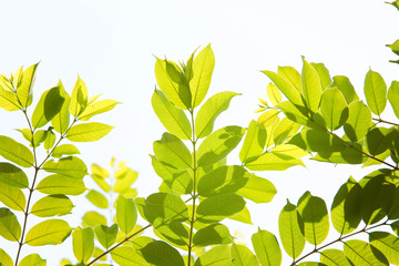 Obraz premium Natural green view closeup at summer under sunlight on blurred greenery background in garden, green plants landscape
