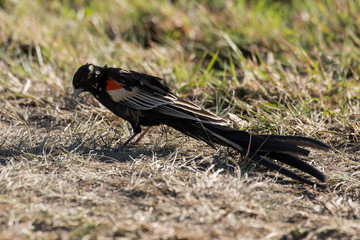 Euplecte à longue queue,.Euplectes progne, Long tailed Widowbird, Afrique du Sud