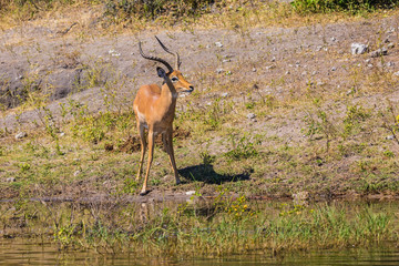 Naklejka na ściany i meble Watering Impala in the Okavango Delta