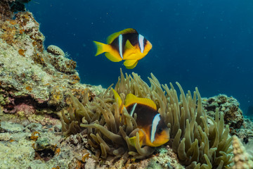 Clownfish in the Red Sea Colorful and beautiful, Eilat Israel