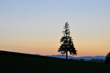 Fototapeta na wymiar 夕暮の丘に立つ松の木　美瑛町