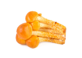 Edible mushrooms called golden needle mushroom, futu mushroom or lily mushroom on white background