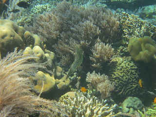 Arrecife de coral