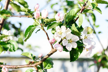 Obraz premium Blossoming apple branch in spring.
