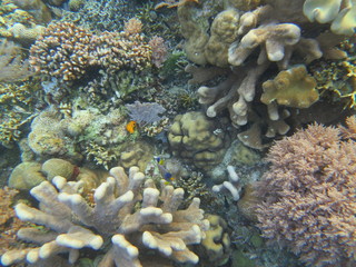 Corales en Bunaken