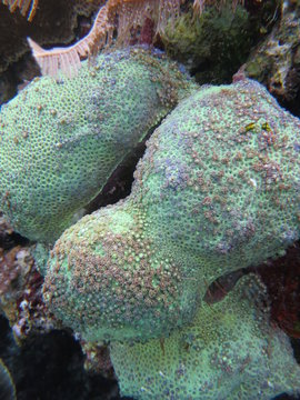 Corales en Bunaken