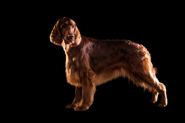 Setter Dog Isolated on Black Background in studio