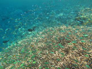 Fototapeta na wymiar Corales en Bunaken