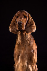 Setter Dog Isolated on Black Background in studio