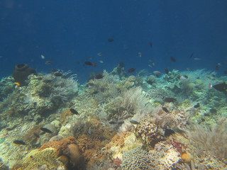 Obraz na płótnie Canvas Corales en Bunaken