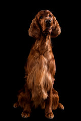 Setter Dog Isolated on Black Background in studio