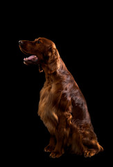 Setter Dog Isolated on Black Background in studio