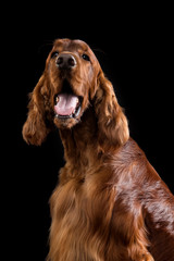 Setter Dog Isolated on Black Background in studio