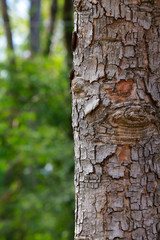 Embossed texture of tree bark, Grey and brown of tree barks green trees are the backdrop in the wild, natural background