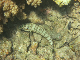 Corales en Bunaken