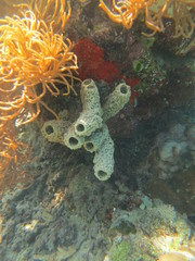 Corales en Bunaken