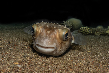 Diodon fish in the Red Sea Colorful and beautiful, Eilat Israel