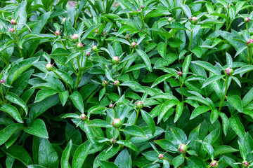 View of the leaves and buds of peony green