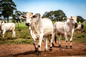 cows in a field