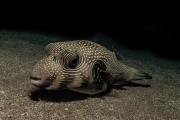 Arothron fish in the Red Sea Colorful and beautiful, Eilat Israel