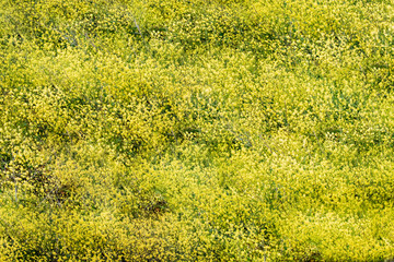 Texture of black mustard flowers
