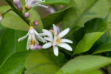 lemon buds and flowers close-up