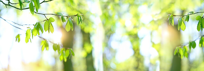 Obraz premium delightful bright scene with branch with bright green leaves on sunny natural abstract background. beautiful green leaves, summer or spring season scene. banner. copy space