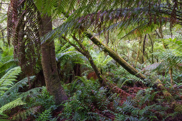 Maits Rest Rain forest walk