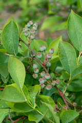 unripe blueberries on the tree
