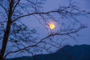 Full moon shines behind blurred bare branches in the foreground.