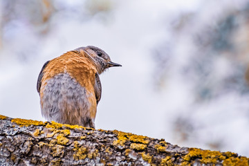 Female Western Bluebird (Sialia mexicana) sitting on a tree branch, South San Francisco bay area, California