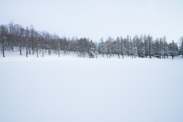 Winter forest with Beech trees and Pinophyta covered with white snow. Winter landscape. Winter scene in mountains, Monte Cimone, northern Apennines, Italy