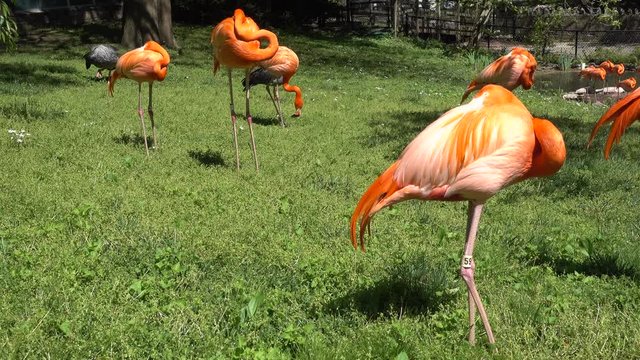 Flamingos standing around in a grassy area
