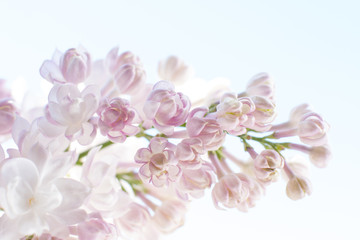 white pink fluffy lilac. Flowering tree in the garden against the blue sky. Nice card.