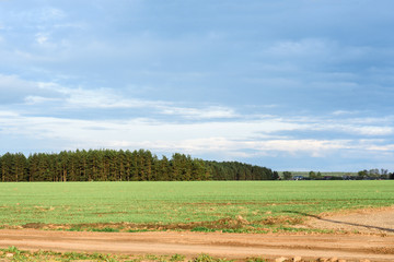 Fototapeta na wymiar Belarusian landscape. Spring field and forest on sky background.