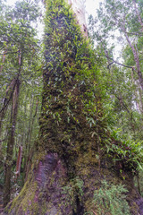 Maits Rest Rain forest walk