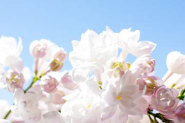 white pink fluffy lilac. Flowering tree in the garden against the blue sky. Nice card.