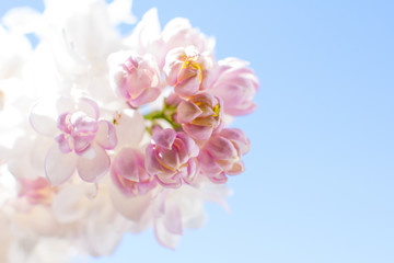 white pink fluffy lilac. Flowering tree in the garden against the blue sky. Nice card.