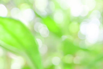 Obraz premium Out of focus on young green leaves in a tropical forest.