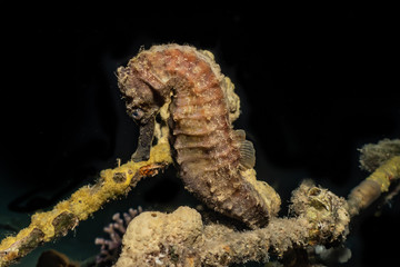 Sea ​​horse in the Red Sea Colorful and beautiful, Eilat Israel