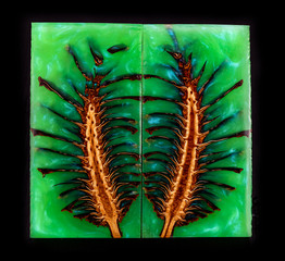 Pine cone casting epoxy resin stabilizing  for blanks on art black background