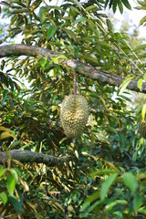 Durian fruit king in the garden of Thailand