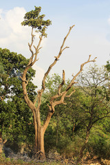 Dying tree
