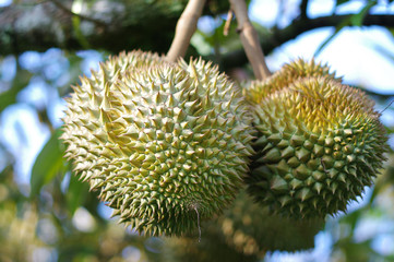 Naklejka na ściany i meble Durian fruit king in the garden of Thailand