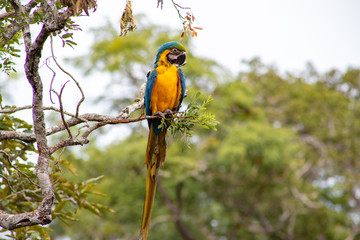 bird on a branch