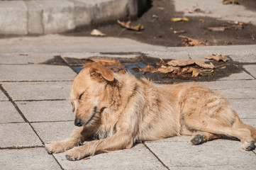 Stray dog lying on stone slabs sidewalk surface closeup in sunny summer day