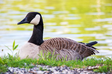Goose in the Park