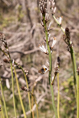 bee collecting pollen from a flower