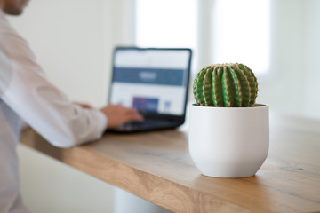 A cactus plant and a man working on a laptop computer on a modern wooden table in a white minimalist office interior